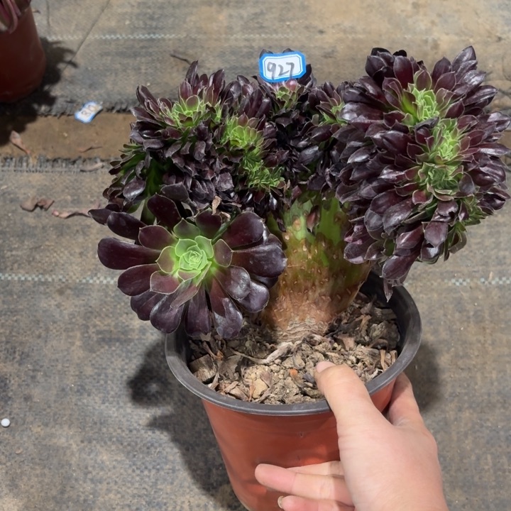 绿欧缀927一物一拍多肉