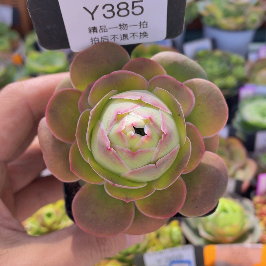 紫帕福利385一物一拍