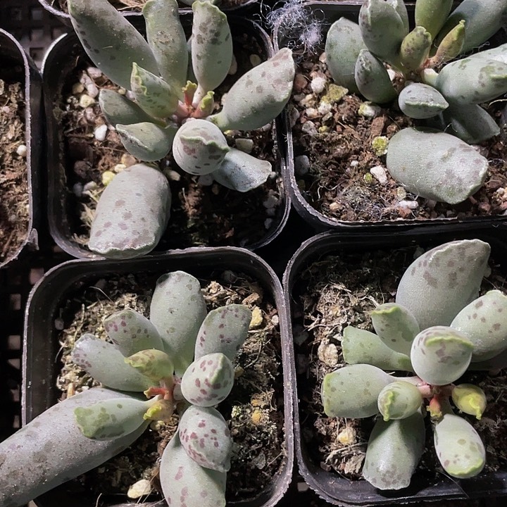 海豹3.8带盆土发