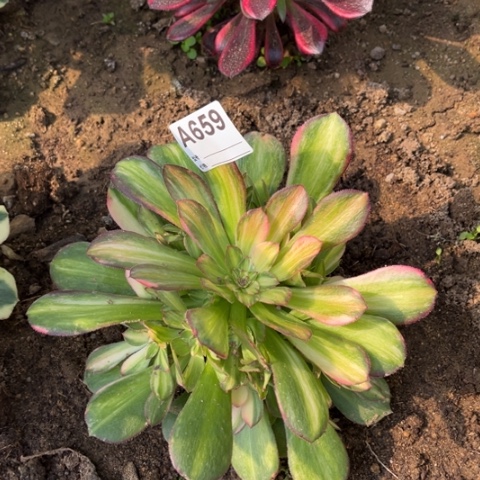 多肉植物韶修七彩