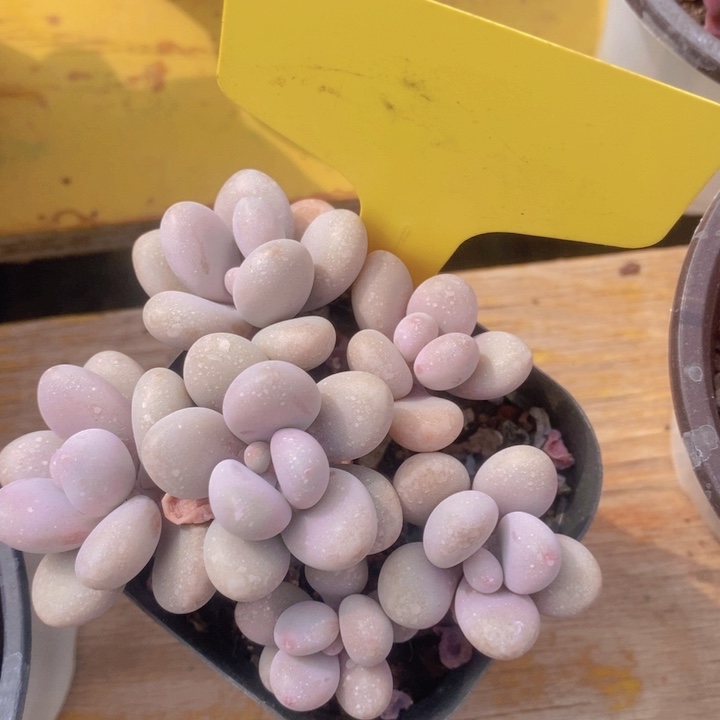 多肉植物，开心多肉