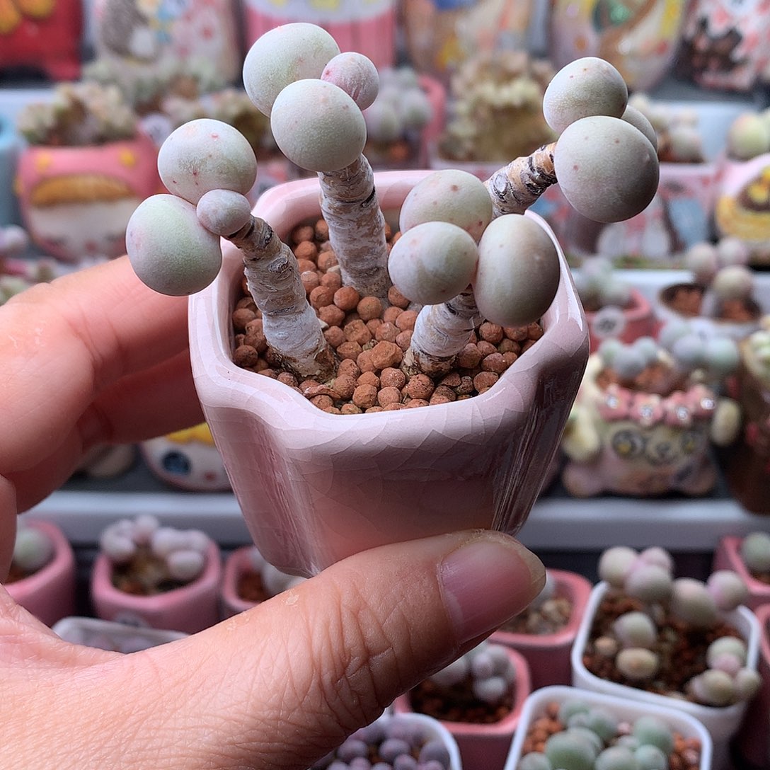 黄金鸡蛋奶酪带盆发货