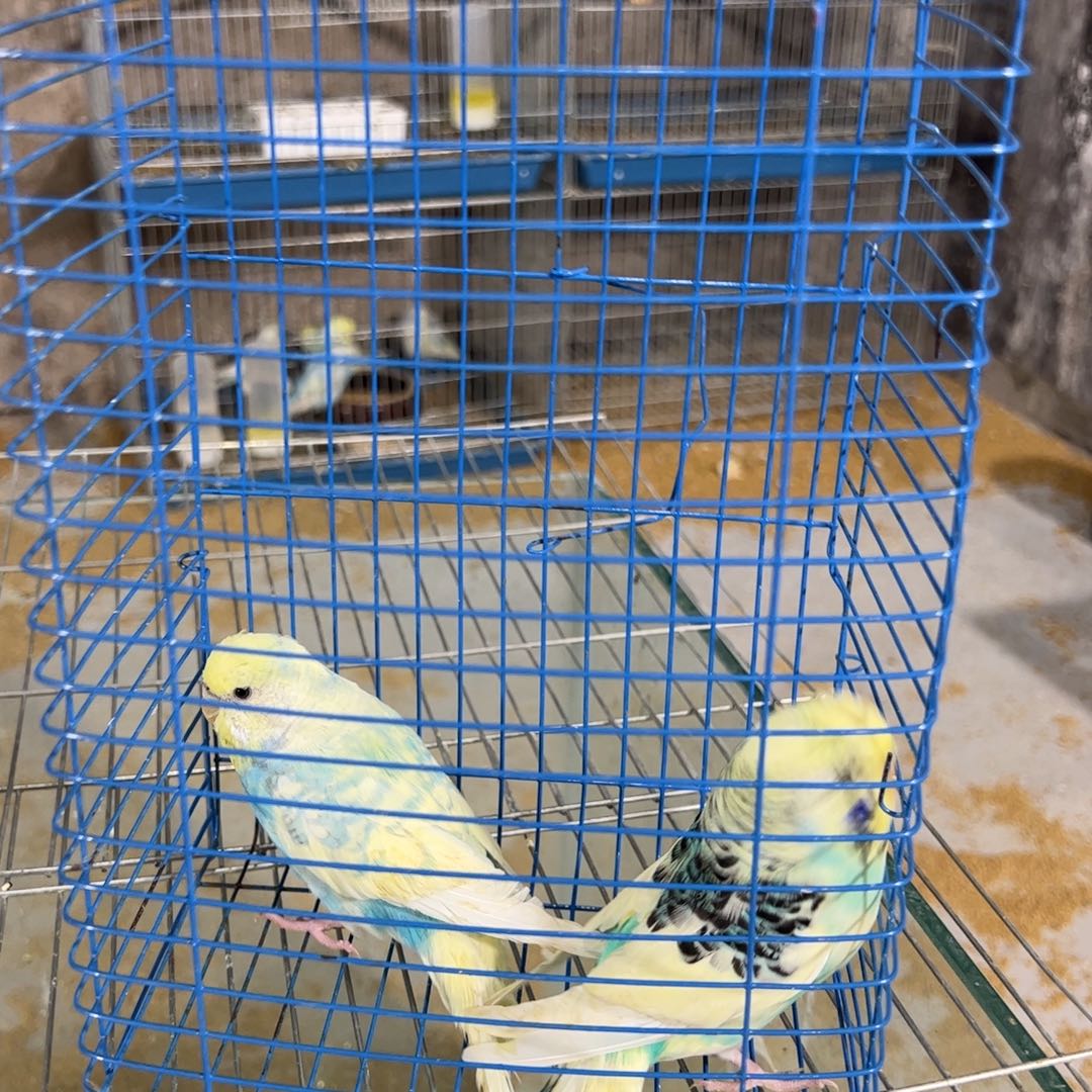 虎皮鹦鹉大头金彩两只母鸟