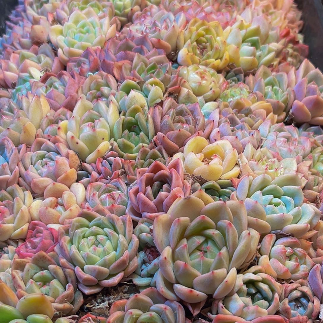 615多肉葡萄的味道是