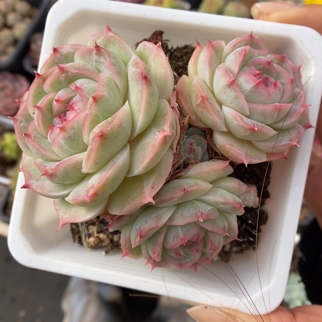 白芷珍妮群生5450号。  