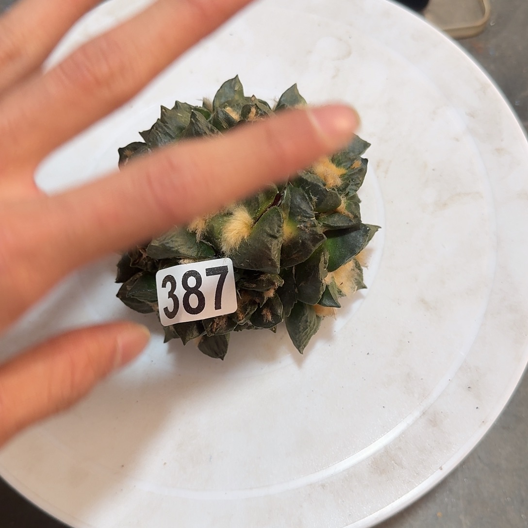 真***珍387号仙人球无根牡丹