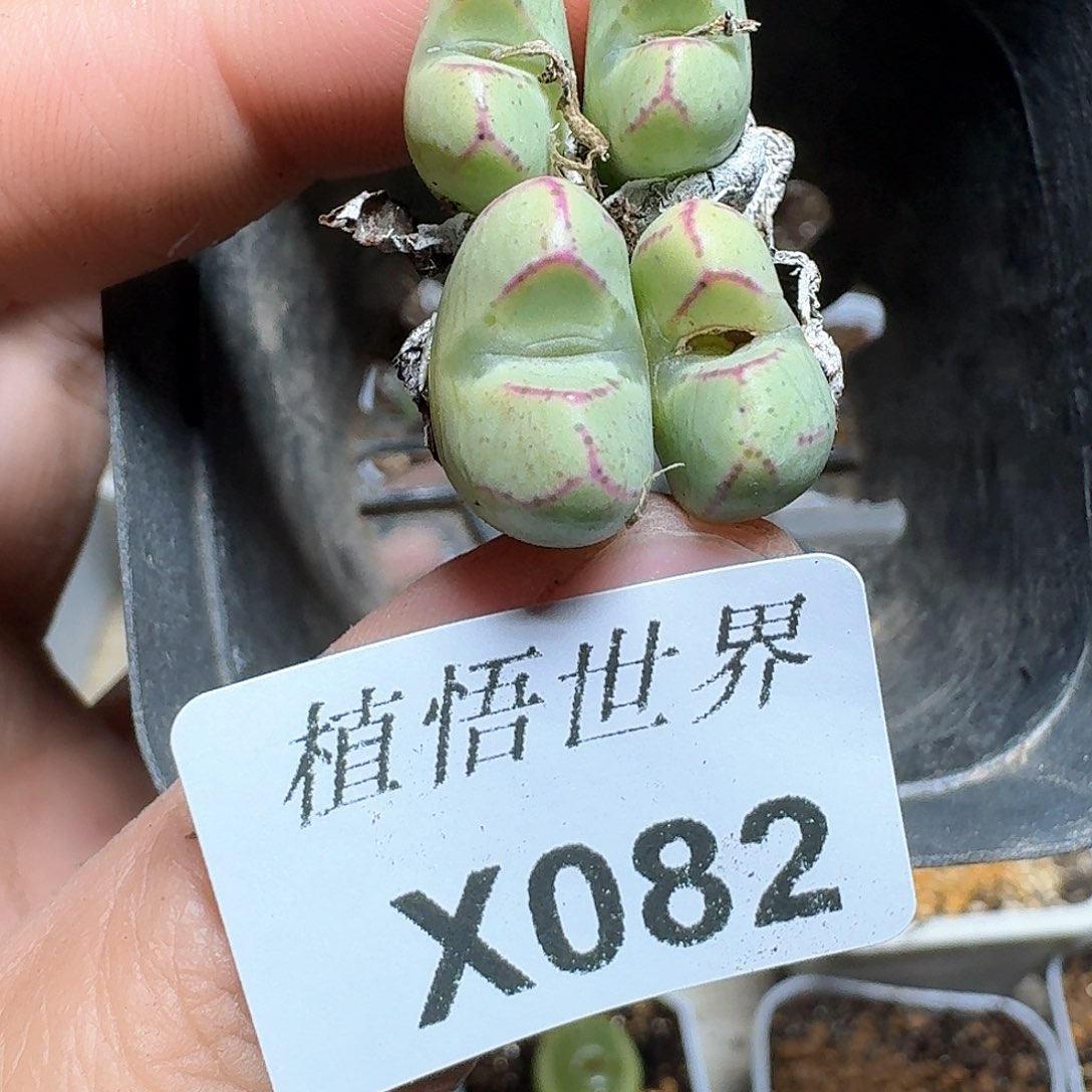 082盒多肉植物哇续编b