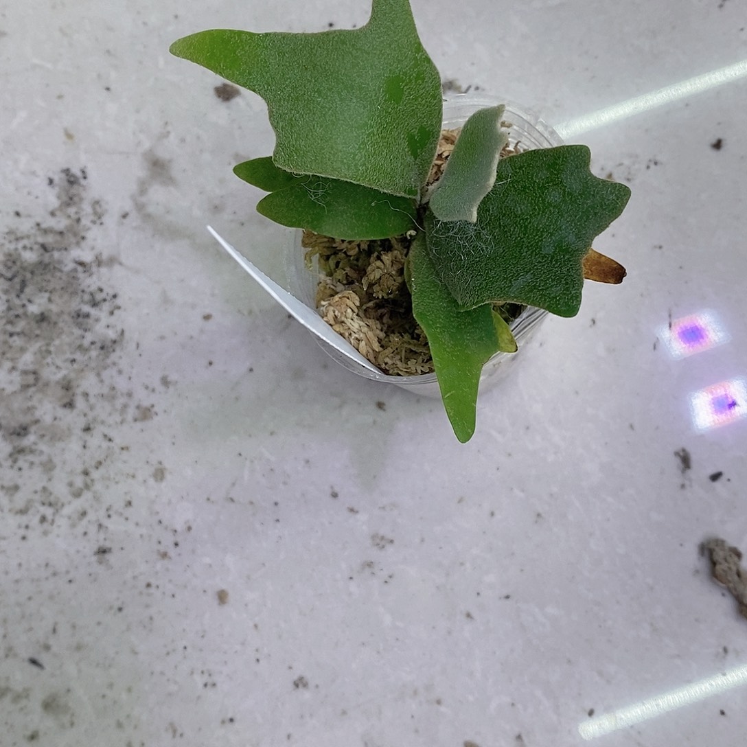 无花朵小金童随单