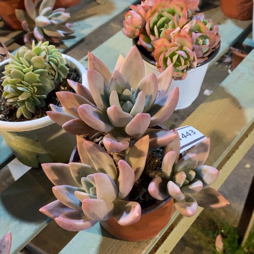 【闪购商品】桃花源1443