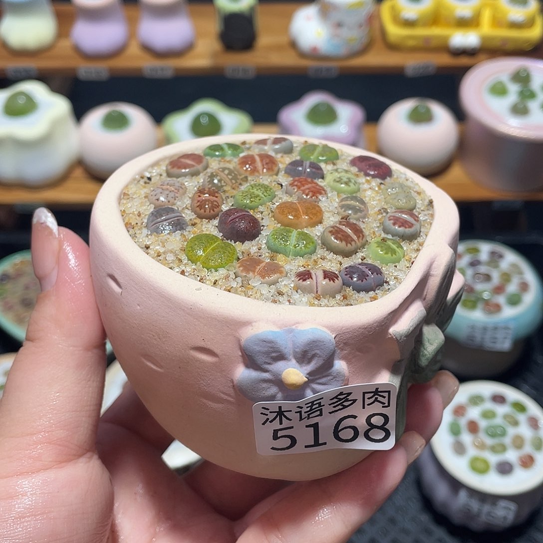 带盆土植物 一物一拍5168