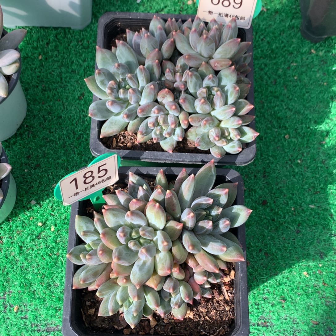 m***o重楼无砍平头2颗689-185