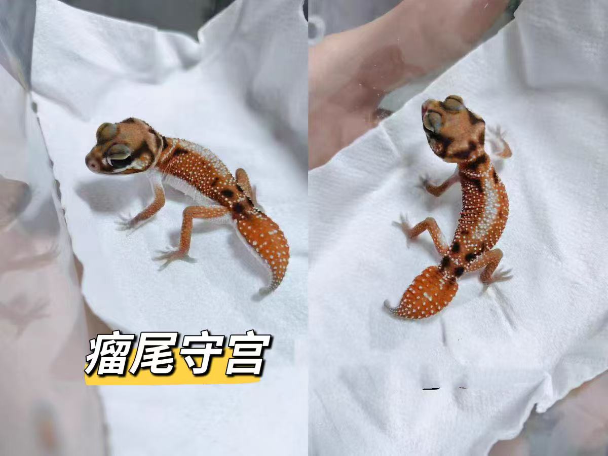 瘤尾守宫大眼萌网红皮卡丘小火龙宠物爬宠不咬人活体一图一物