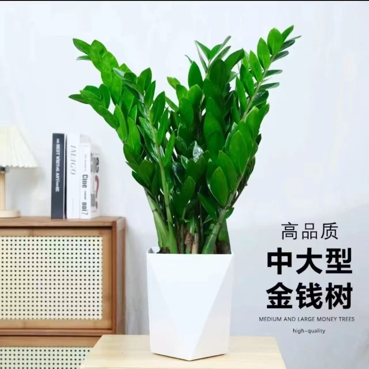 60 - 70公分金钱树盆栽室内客厅办公室好养净化空气绿植FL