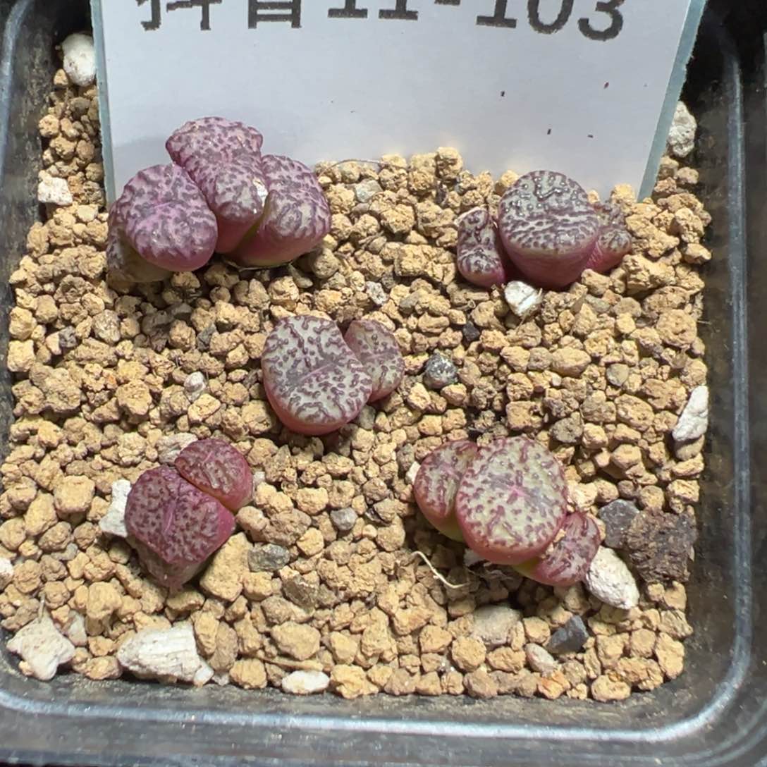 11-103肉锥多肉植物，
