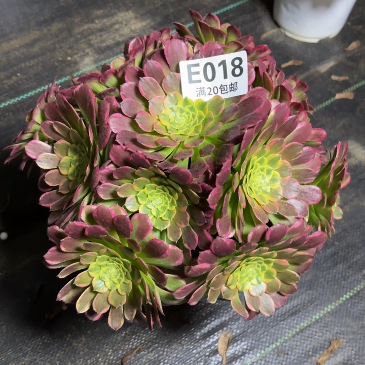 瑞妈一物一拍018