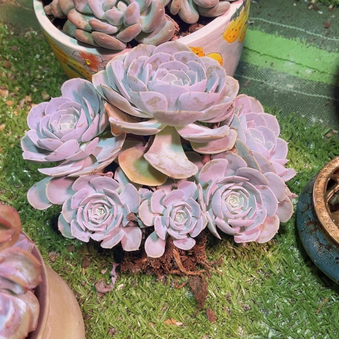 圣卡罗斯，官服18厘米