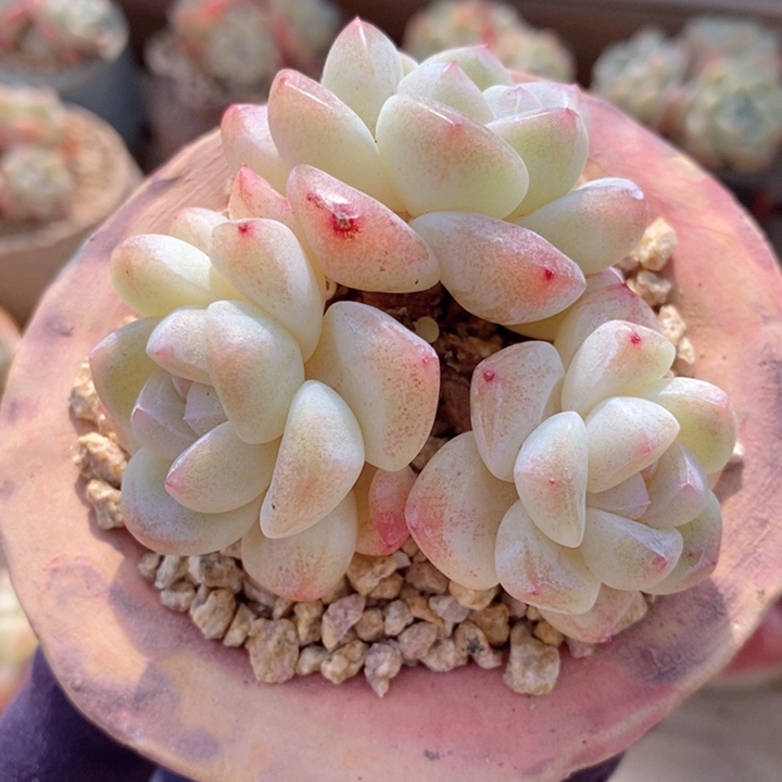 冰玉 韩货精品666