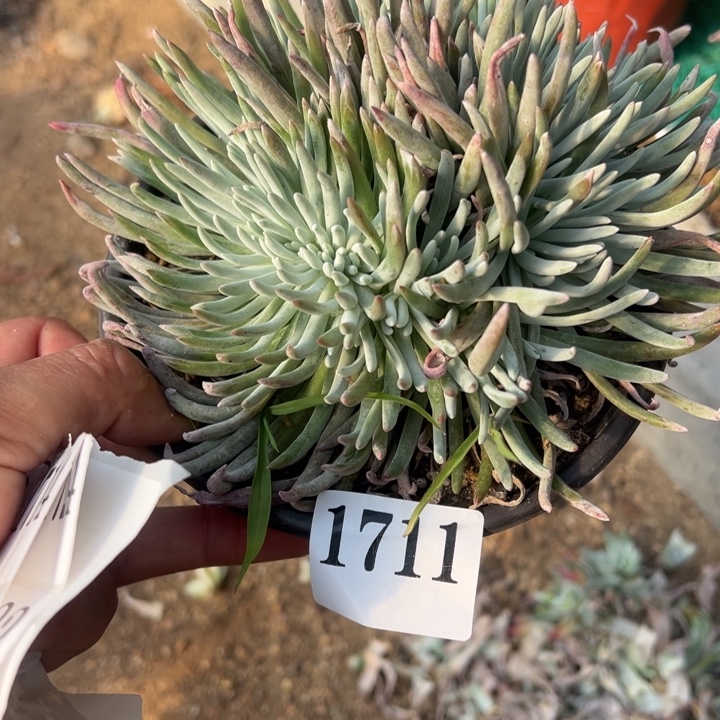 711号雪花多肉植物缀化