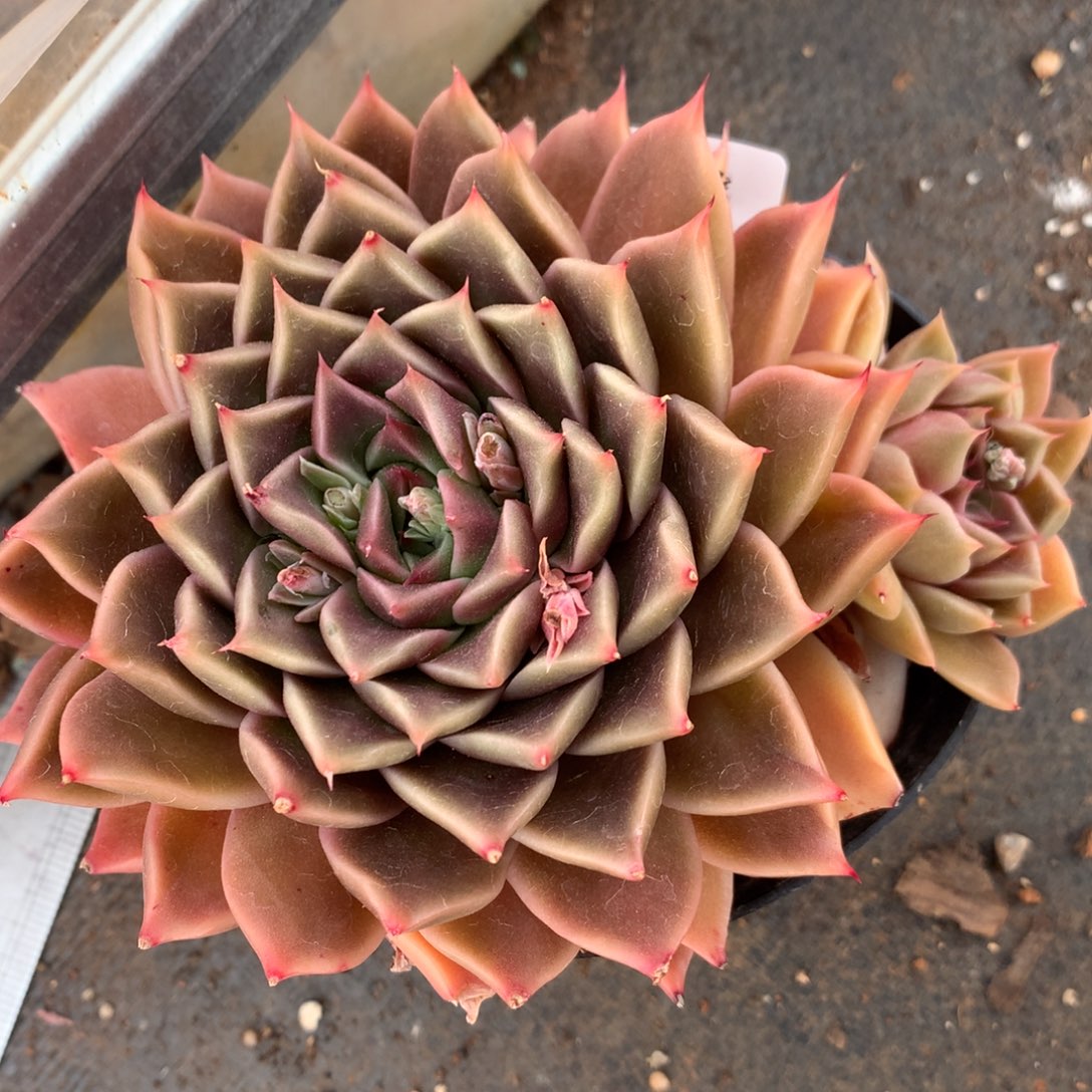 7064杂交精品基地11厘米