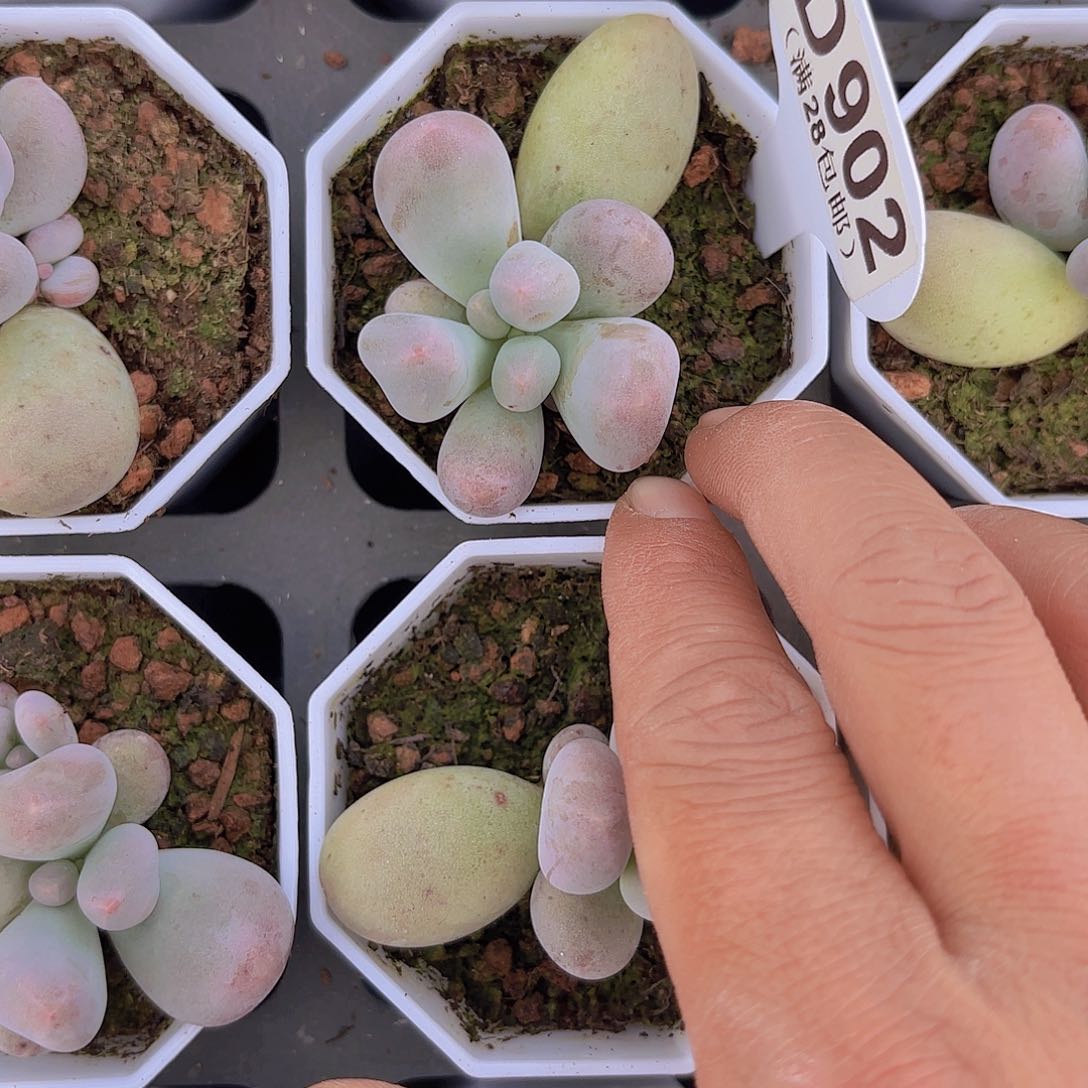 D902Mike奶一物一拍