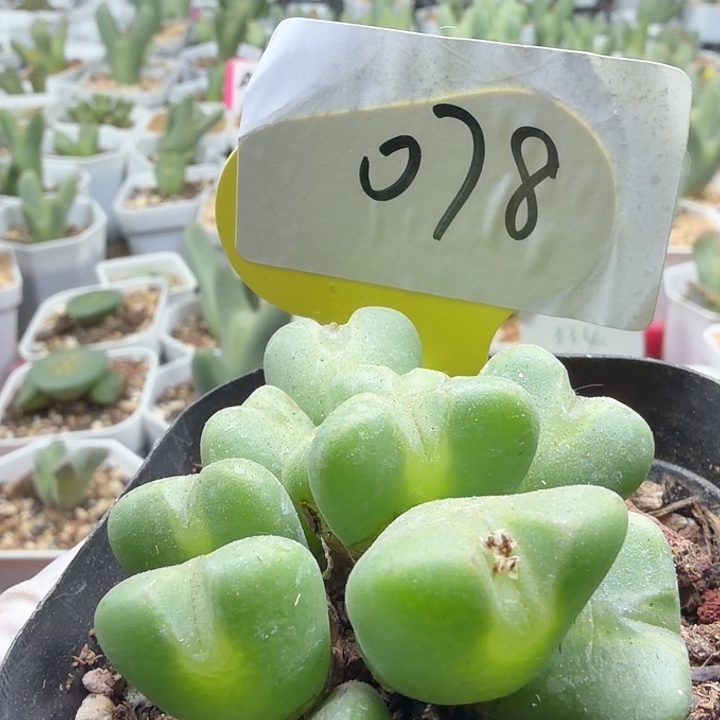 078nnnnnnnnnnnnnnnnj