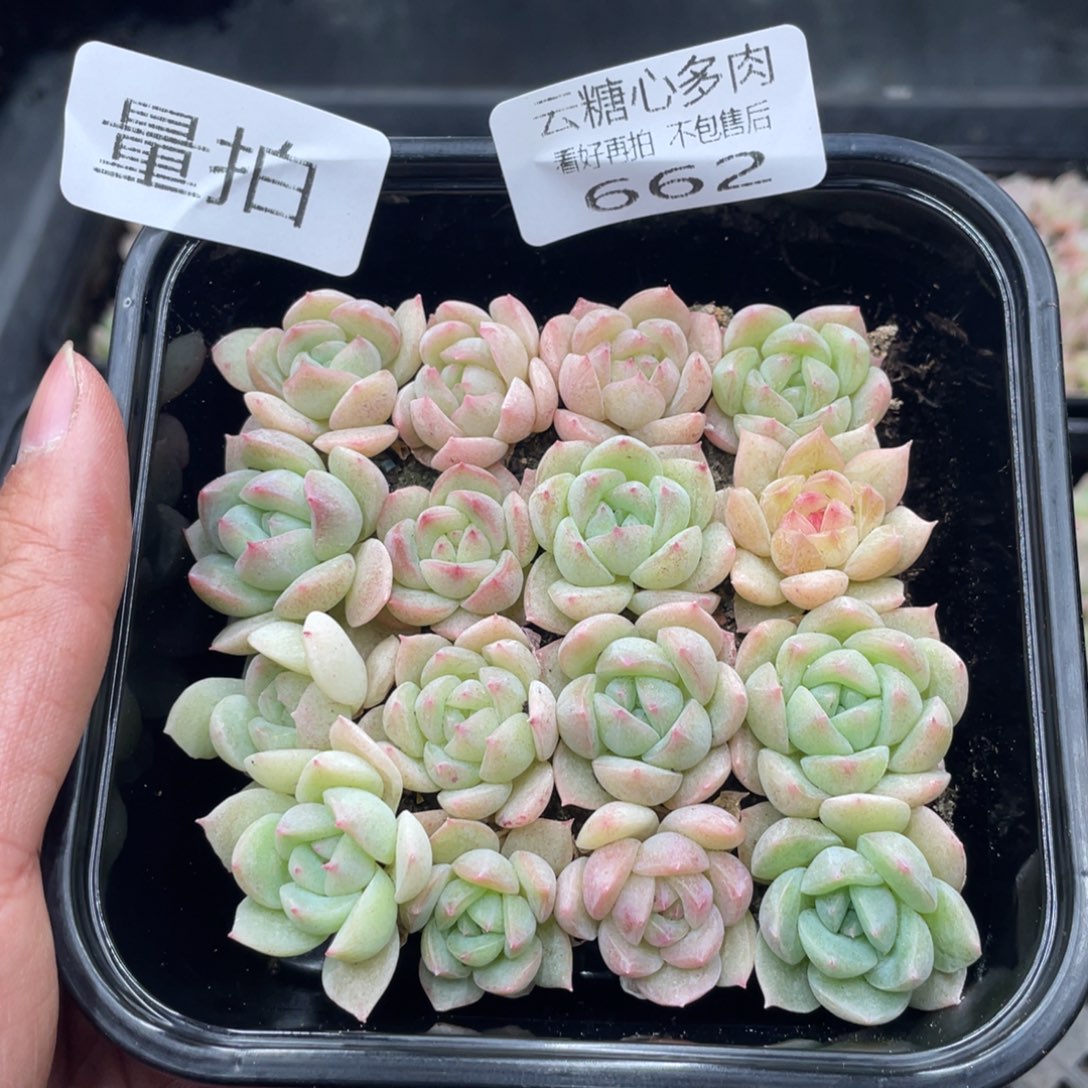 云糖心多肉植物662