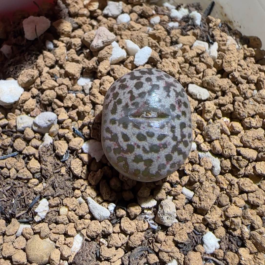 肉锥多肉植物组合-豹纹鸟131