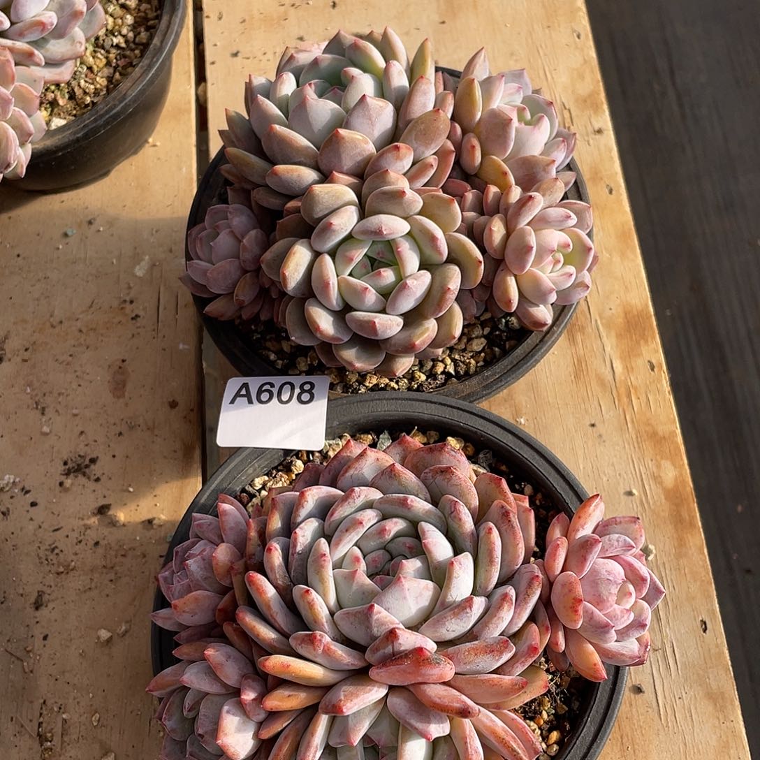 608多肉植物多肉植物