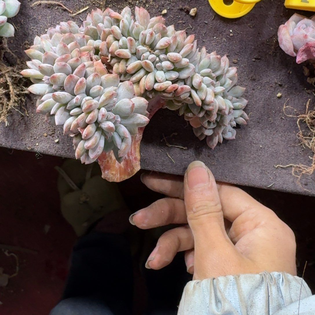 晓***7星影缀化一物一拍