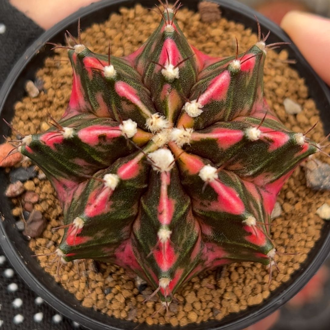 泰系侧芽肉丝微瑕