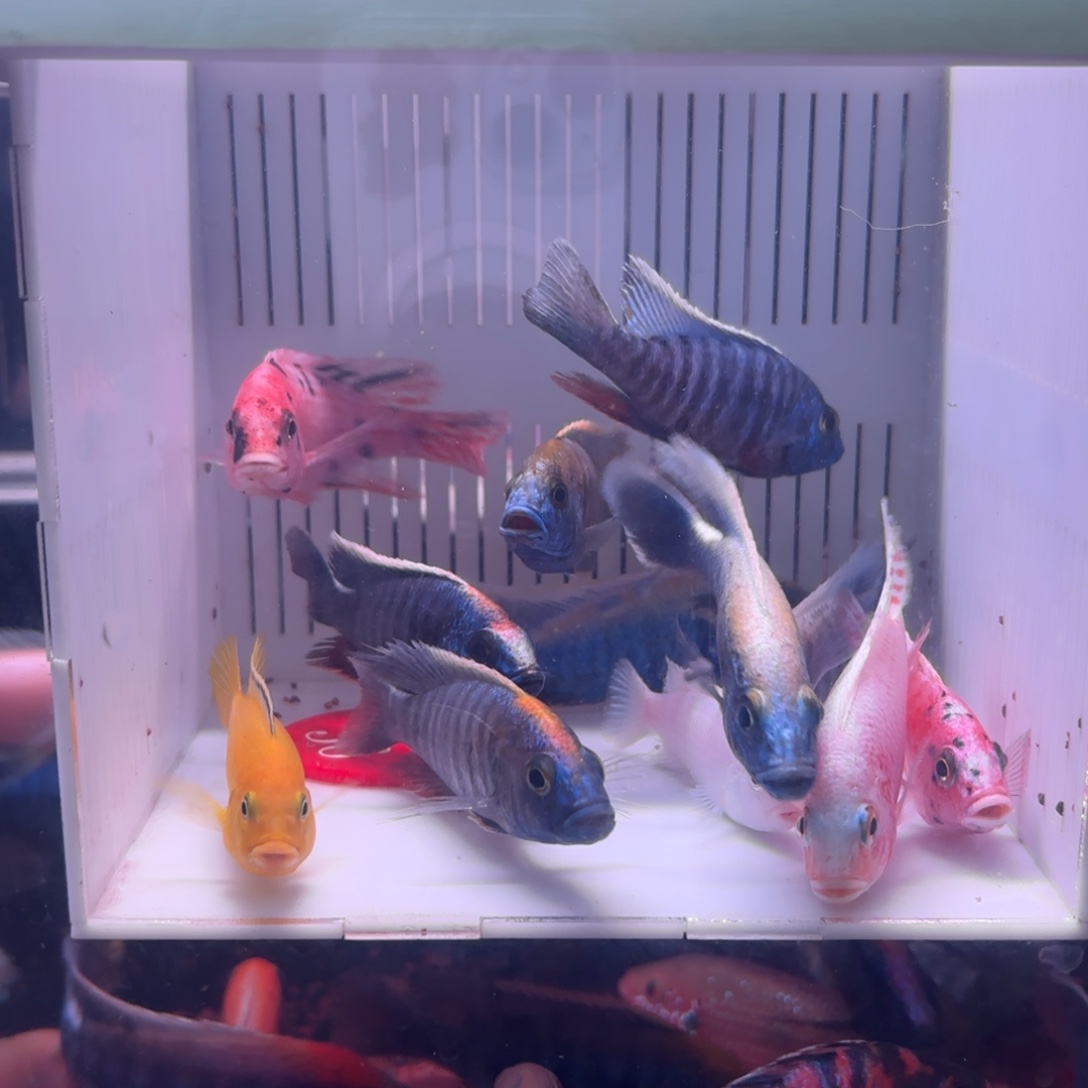 陈***娃慈鲷鱼直播36号10送2快递3个