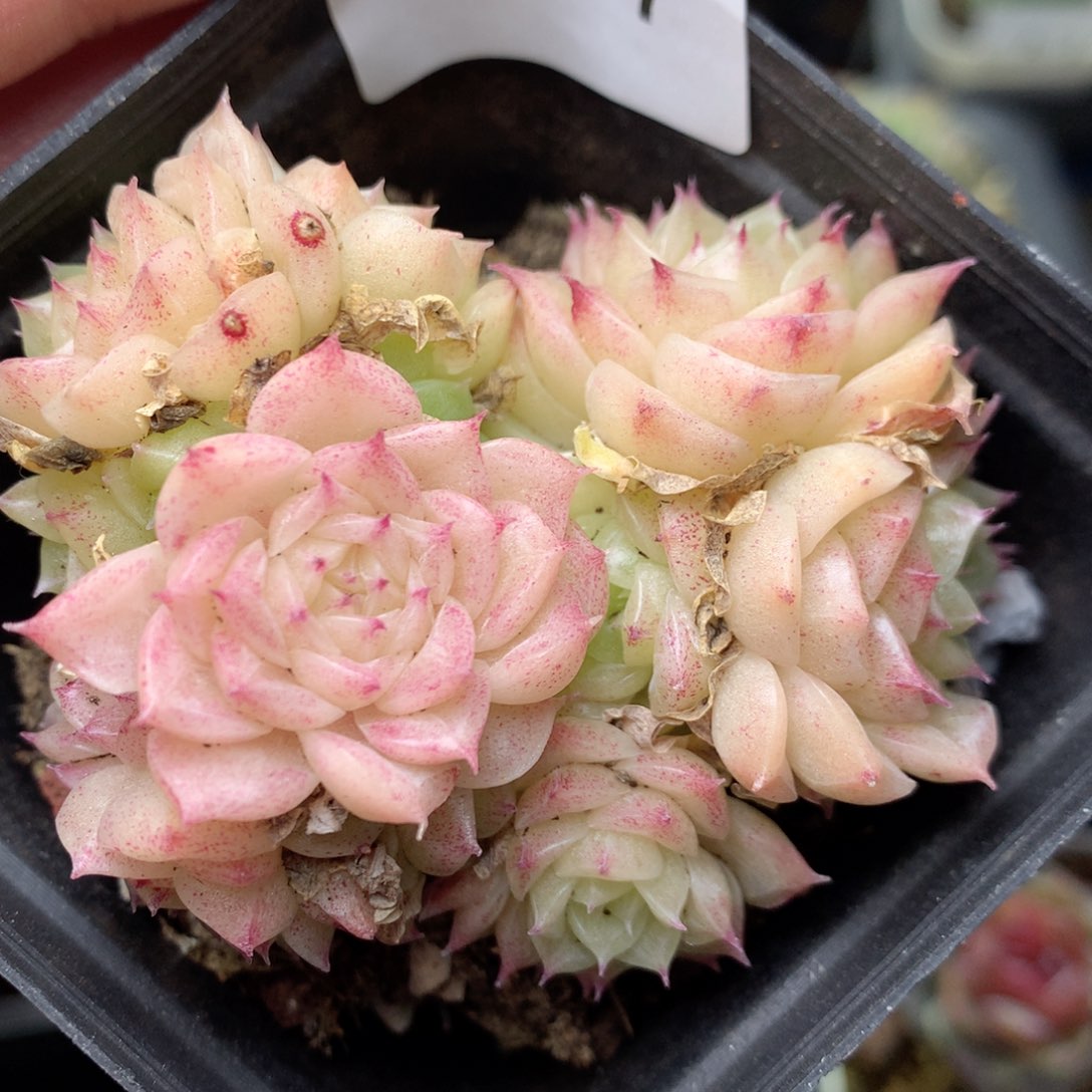 B77 。20包邮柿子多肉yyy