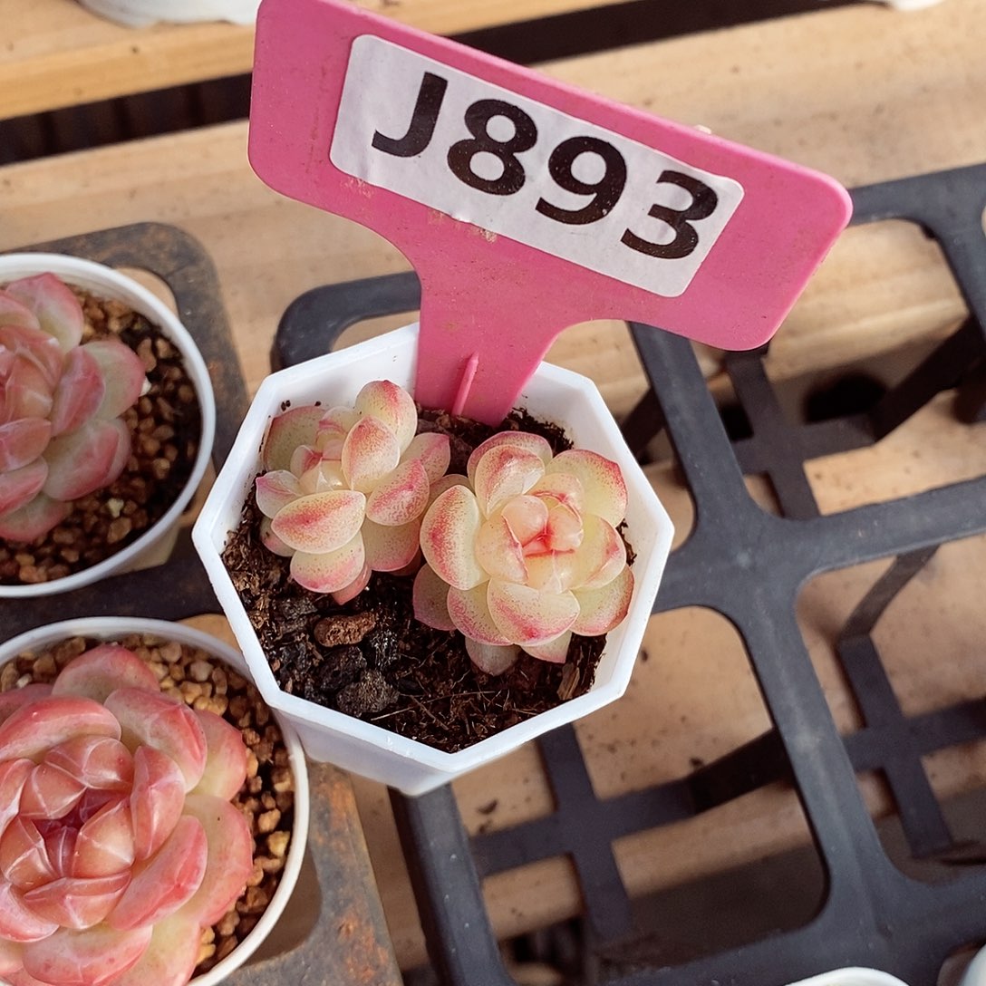 •恶魔之泪5cm多肉植物