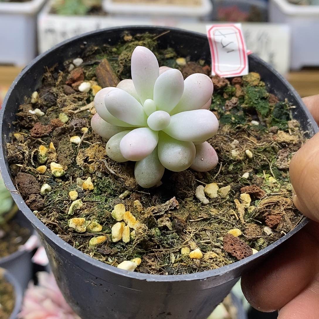 12159 汤圆锦多肉