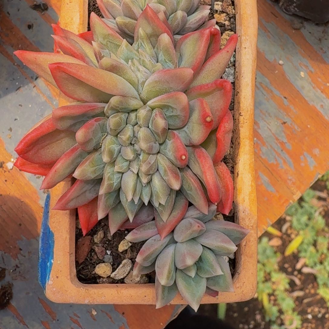 美女必备美人系多肉植物