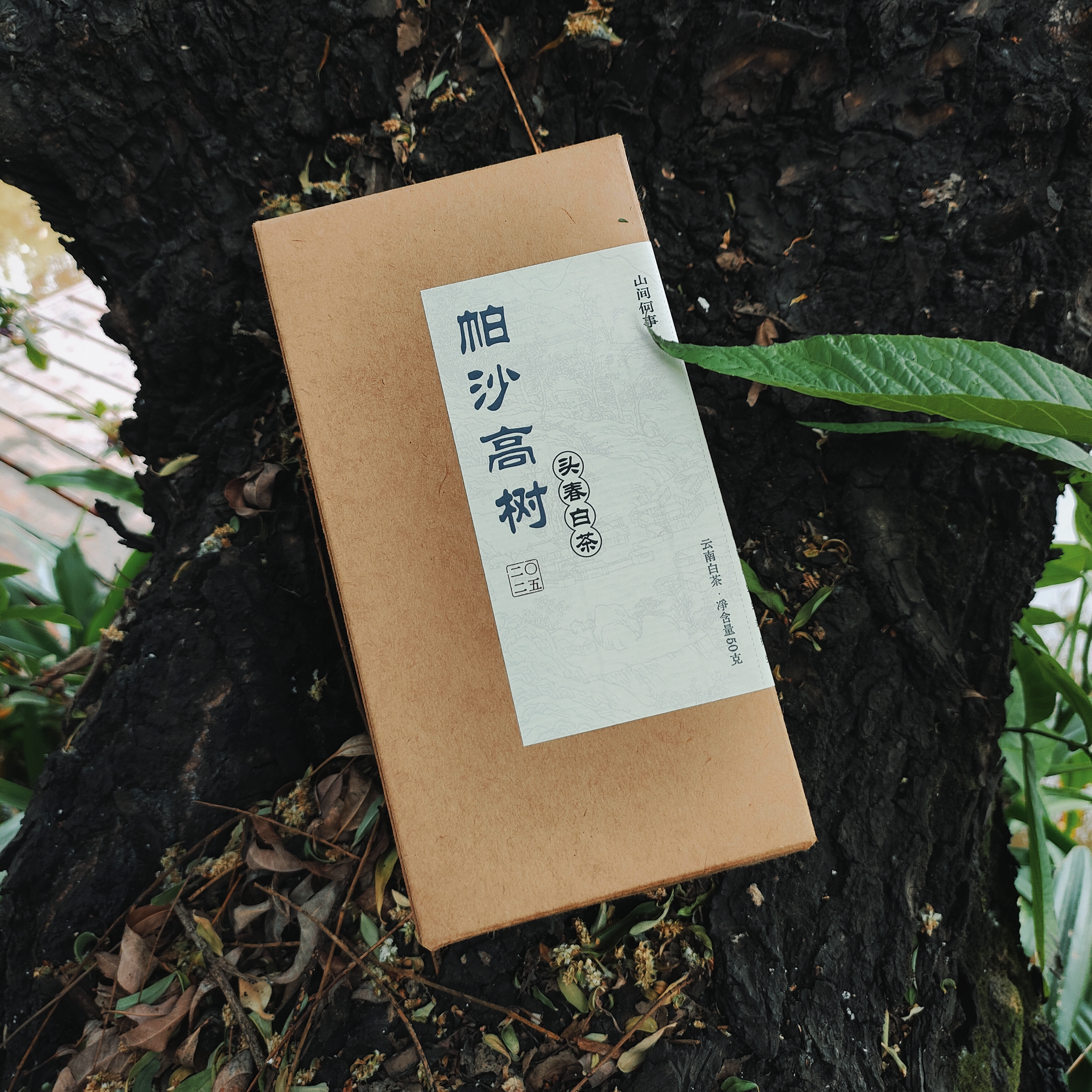 2025年帕沙高树头春白茶云南白茶（无茶样）