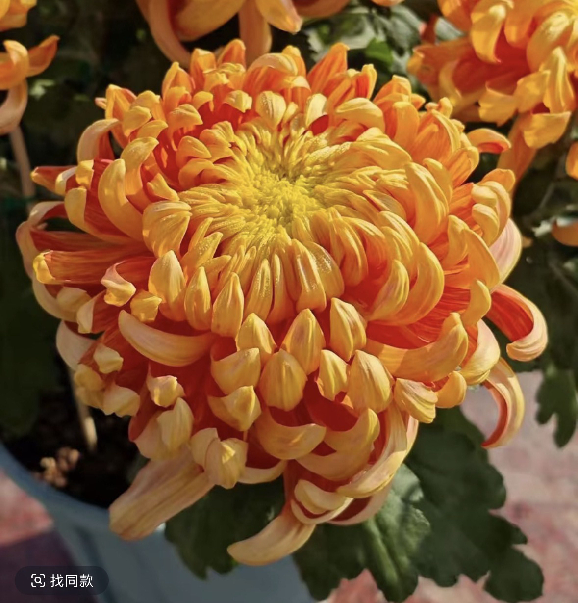 国华太平红叶 大花型 耐寒盆栽菊花开花