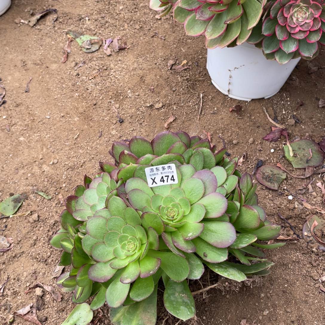 474倾城中班多肉法师断枝不包