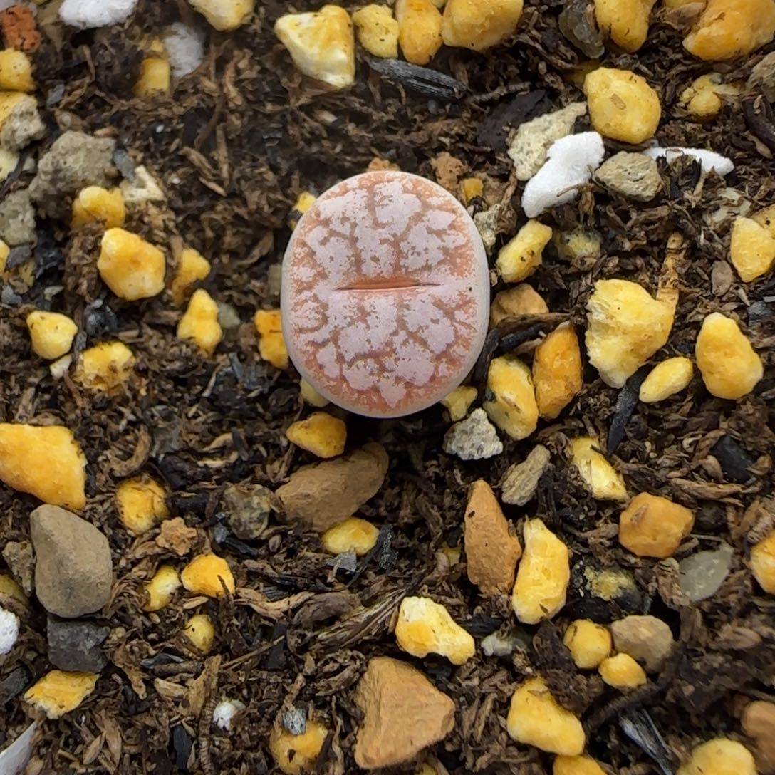 421 生石花大棚直播