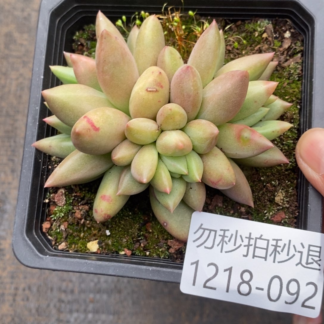 两单包邮1218-92米其林