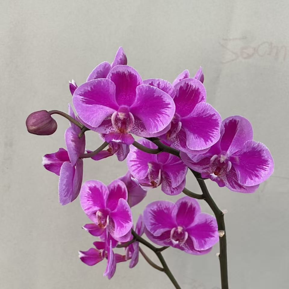 （满天星）蝴蝶兰 花期长 拍3颗以上组盆