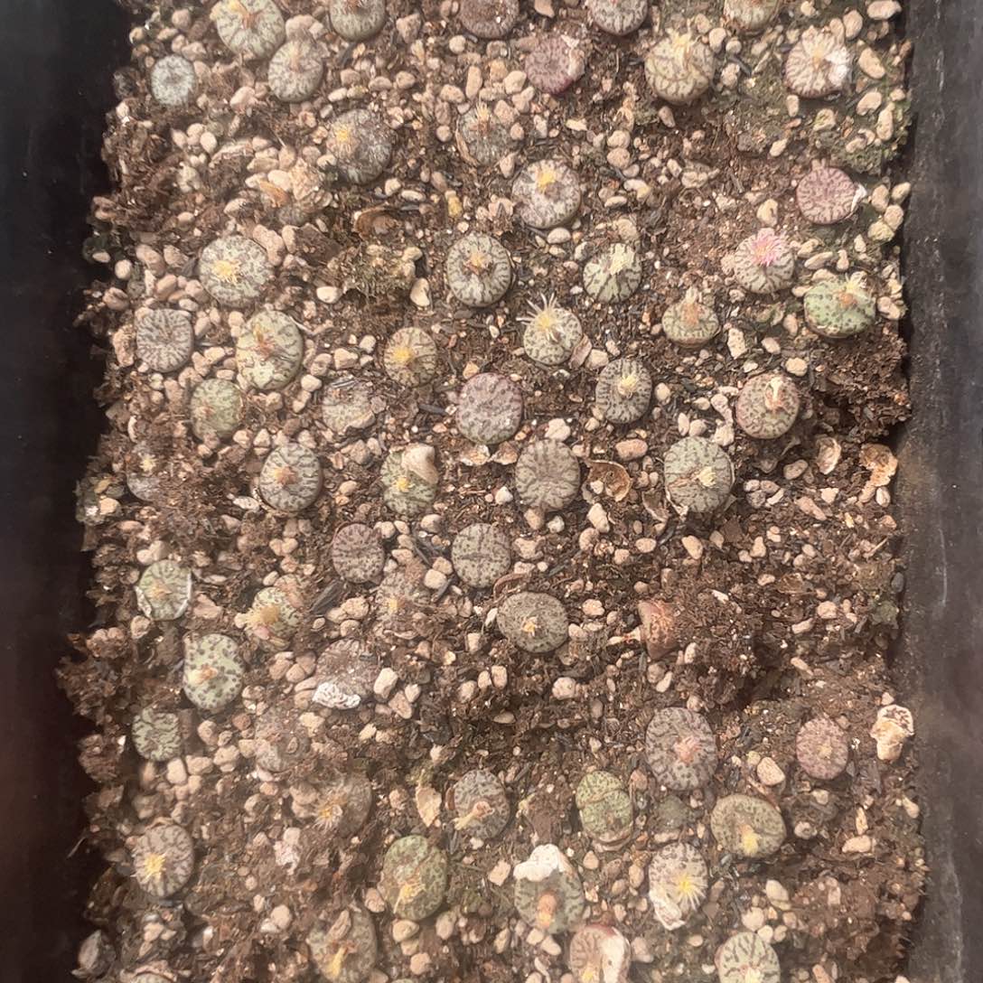 1109–番杏福利a123