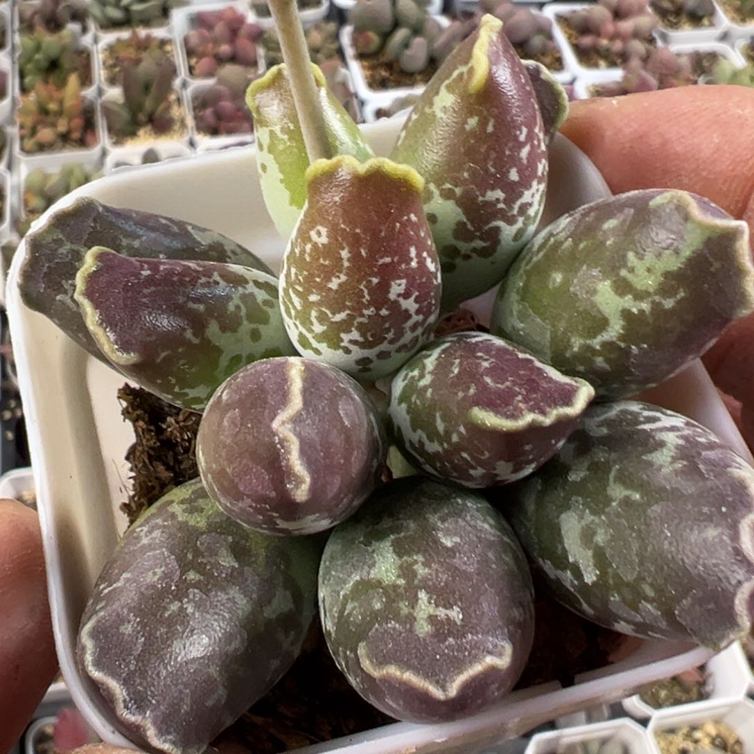 三代紫海豹亮紫色满盆多肉