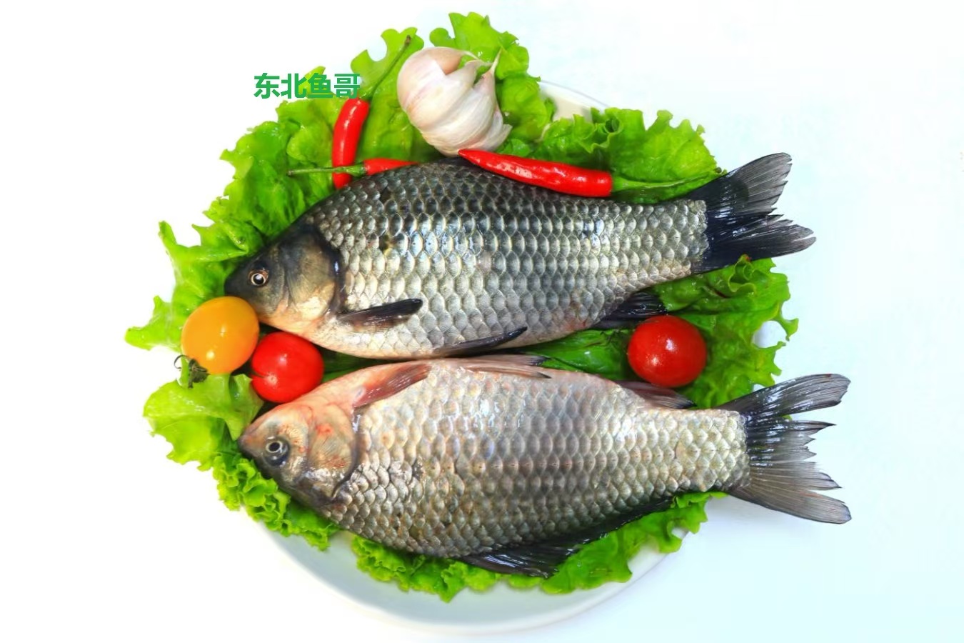 （顺丰保鲜包邮）黑龙江鲜活大鲫鱼/每条1-1.5斤