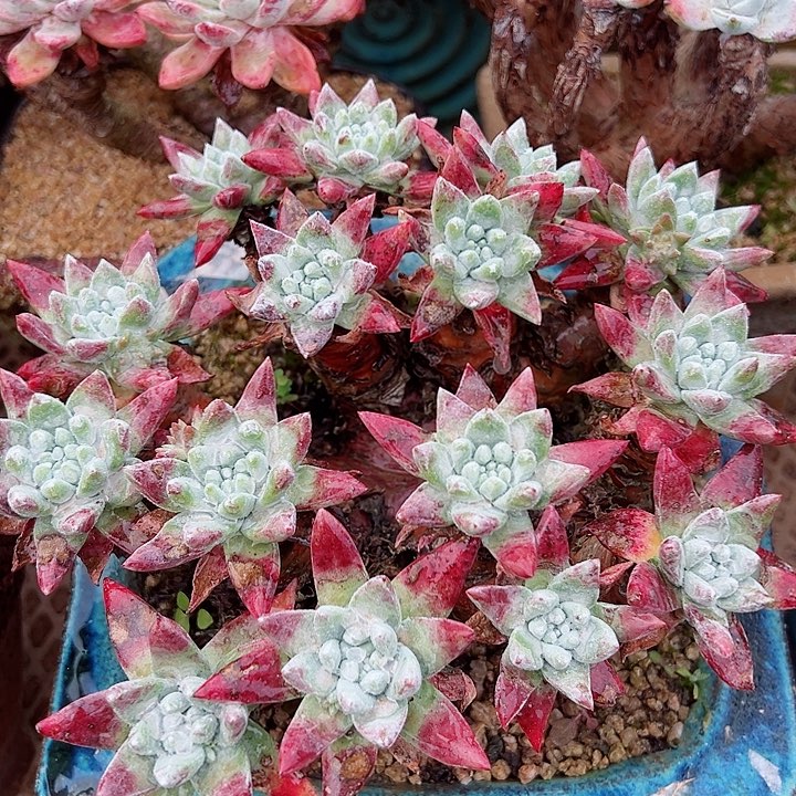 8529白雪仙女杯多肉