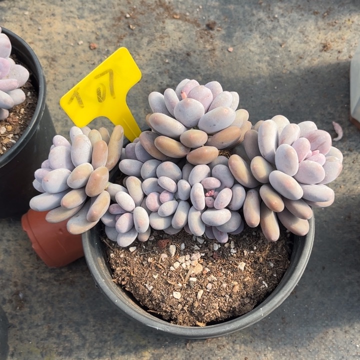 是****呀大叶奶多肉植物07