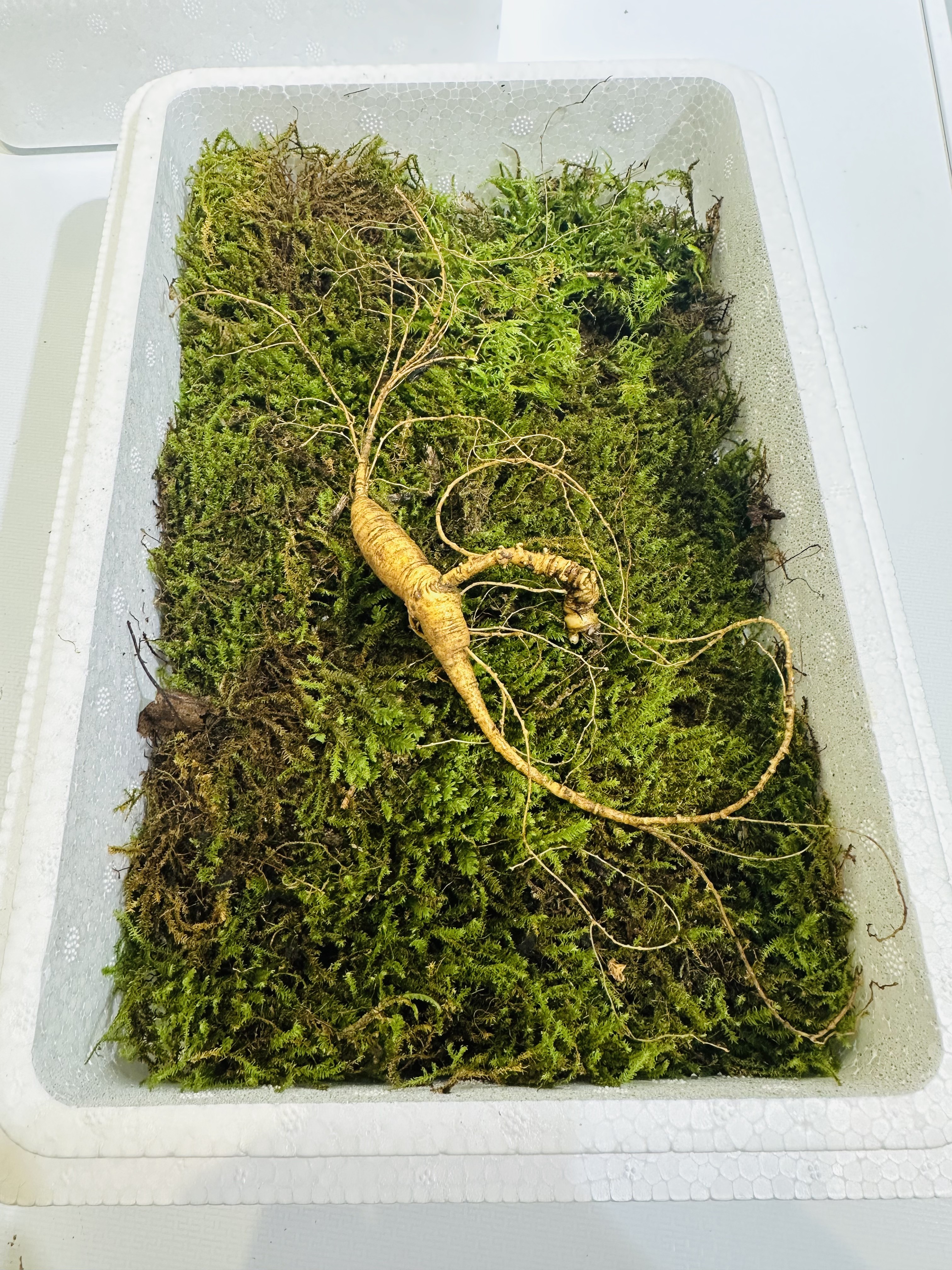 新鲜人参以直播间实物为准改价链接