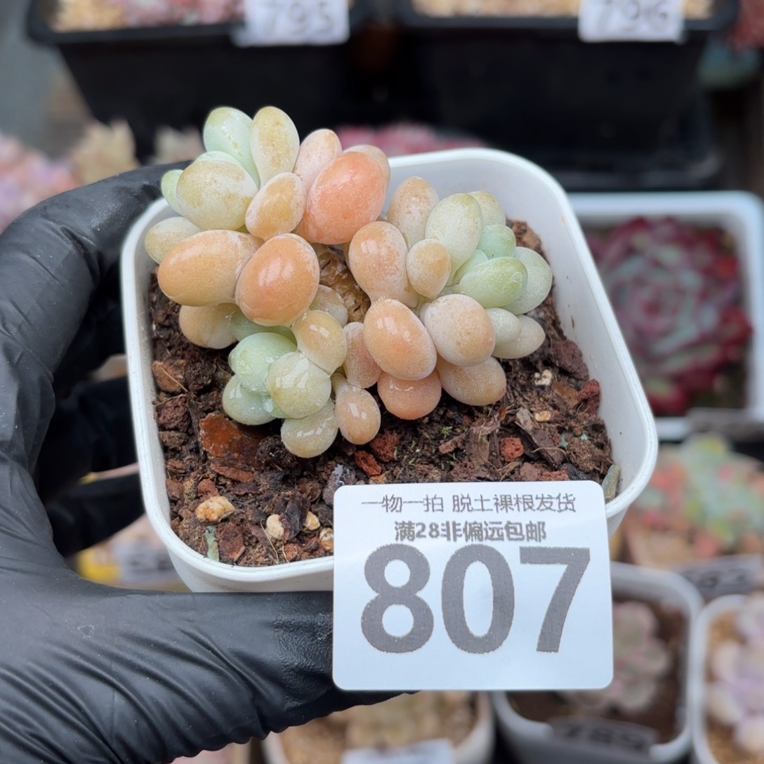 珍妮手指无盆土发货