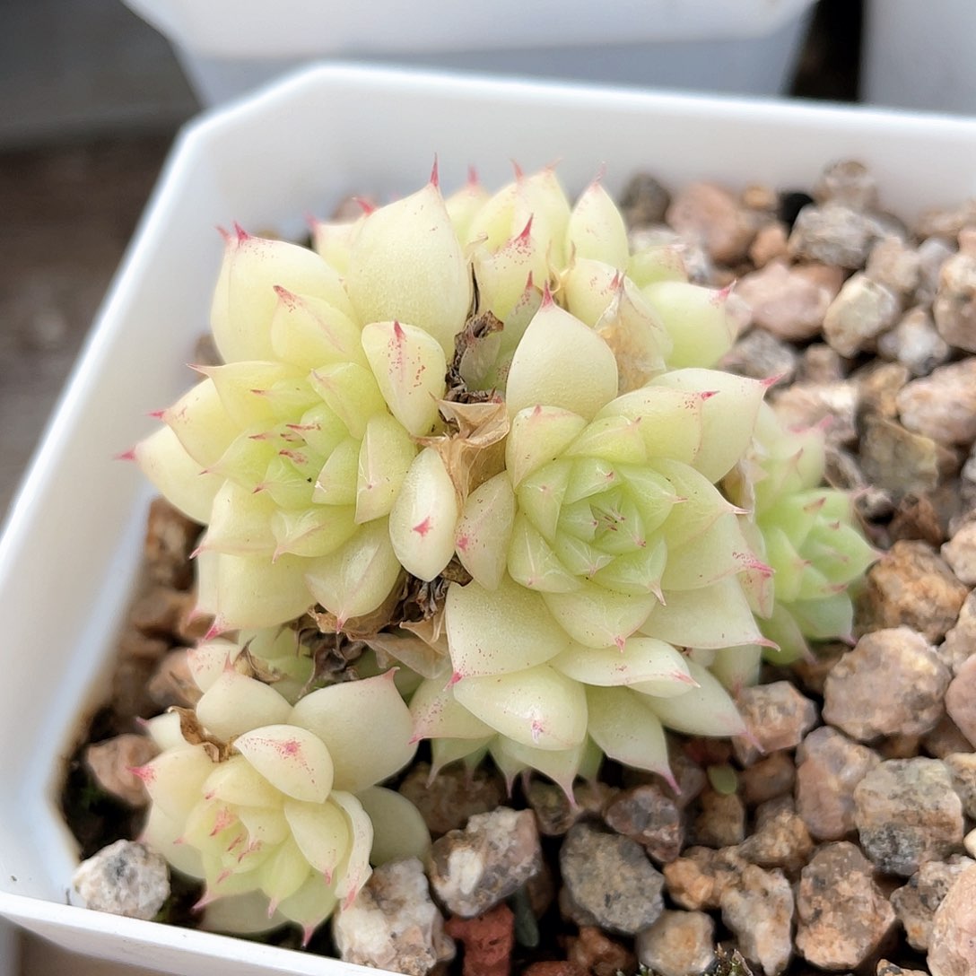 优选麦秆福利8801