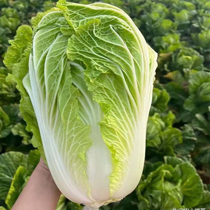 湖北露天大白菜农家自种新鲜现挖火锅蔬菜清甜脆嫩应季
